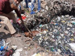 મોરબી : શાક માર્કેટ પાછળ ખુલ્લા ખાડામાં પડી ગયેલી ગાયને બચાવાઈ