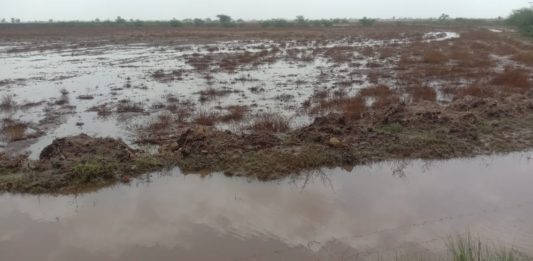 હળવદ: વરસાદને કારણે ખેતરોમાં પાણી ભરાતા તલ, બાજરી જેવા પાકોને નુકશાન