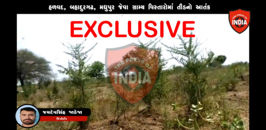 મોરબી: નાગડાવાસ, મધુપુર,બહાદુરગઢ સહિતના ગામોમાં તીડ નો આતંક : જુઓ VIDEO