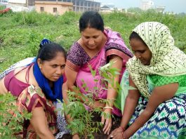 મોરબી : ભડીયાદ ગામના સખી સંઘ દ્વારા વૃક્ષારોપણ કરવામાં આવ્યું