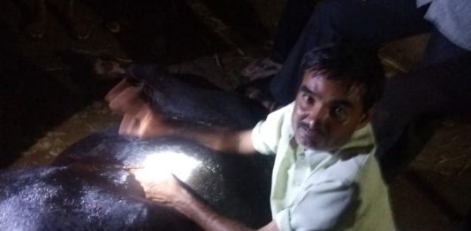 હળવદ : પશુ ડોકટરે ઓપરેશન કરી પ્લાસ્ટિક કચરો કાઢી ભેંસનો જીવ બચાવી માનવતા દાખવી