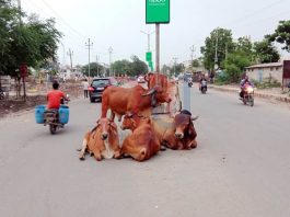 મોરબીમાં આખરે રખડતા ઢોરના પ્રશ્ને તંત્રની ઊંઘ ઉડી !!