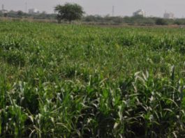 રાજ્યના 1.25 લાખ ખેડૂતોને રૂ. 400 કરોડની સહાય ચુકવવામા આવી