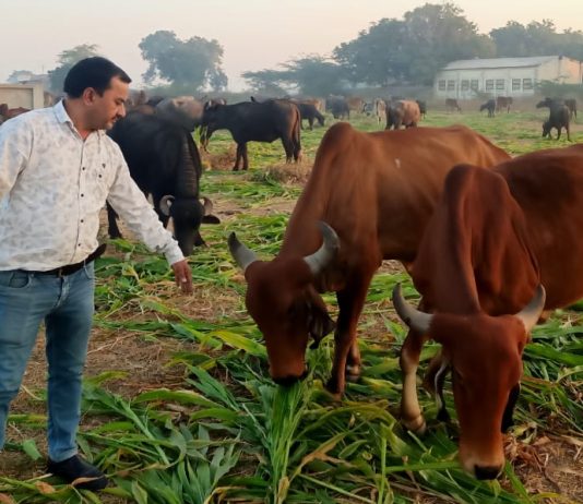 મોરબી: સામાજિક અગ્રણી ઘનશ્યામસિંહ ઝાલા દ્વારા ગાયોને નીણ નાખી મક્કાર સંક્રાંતિની ઉજવણી