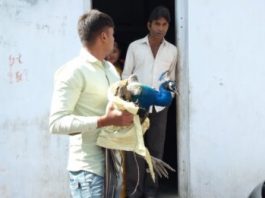 માળીયા (મી.)ના બોડકી ગામે શ્વાનની ચૂંગાલમાંથી મોરને બચાવી જીવદયાનું ઉદાહરણ આપતા યુવાનો