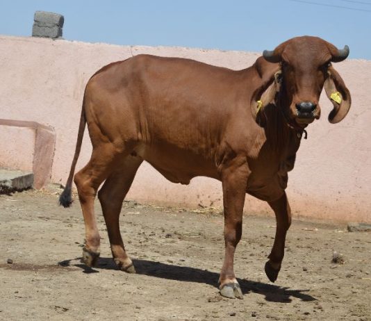 બાદનપર-આમરણ ગામે ગૌવંશ ઉપર ઘાતક હુમલો : ગ્રામજનોમાં આક્રોશ