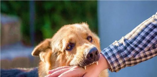 હળવદમાં હડકાયા કુતરાનો આંતક : 23 જેટલા લોકોને બચકાં ભર્યા