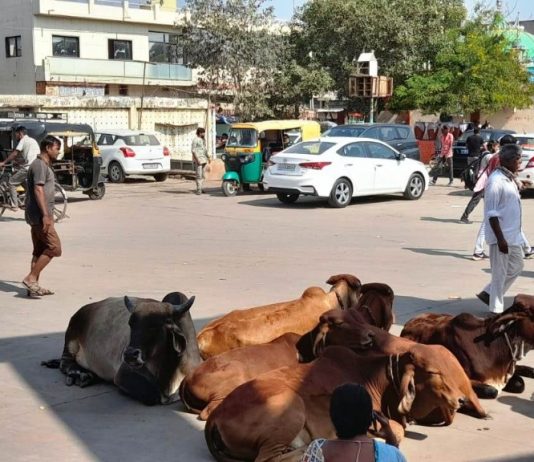 મોરબીના જુના બસ સ્ટેન્ડ માં ખુંટીયાનો અડિંગો : તંત્રના આંખ આડા કાન