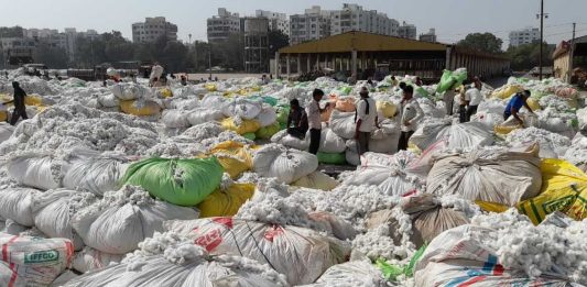 મોરબીના માર્કેટિંગ યાર્ડમાં મુહૂર્તમાં 2165 કવિન્ટલ કપાસની આવક