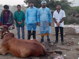 મોરબીના પાનેલીમાં પ્રસુતિ વેદનાથી પીડાતા ગૌમાતાને જીવતદાન અપાયું