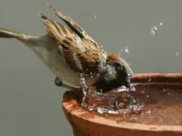 મોરબીમાં આવતા રવિવારે પક્ષીઓના ચણ-પાણી રાખવાના લોખંડના સ્ટેન્ડનું રાહતદરે વિતરણ