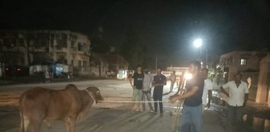 મોરબીમાં રખડતા ઢોર પકડવાની ઝુંબેશ ઉપાડવામાં આવી