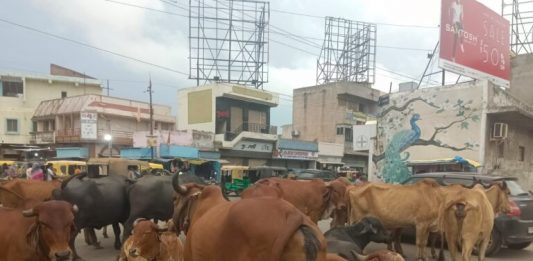 મોરબીના મુખ્ય માર્ગો પર રખડતાં ઢોરનો ત્રાસ !!